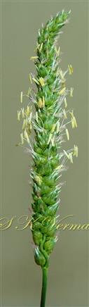  Inflorescence